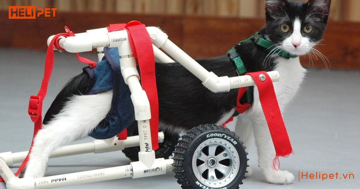 mèo bị yếu 2 chân sau