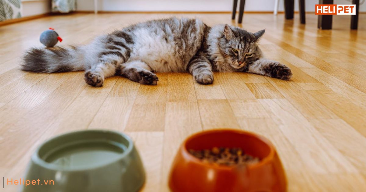 Mèo bỏ ăn chỉ uống nước