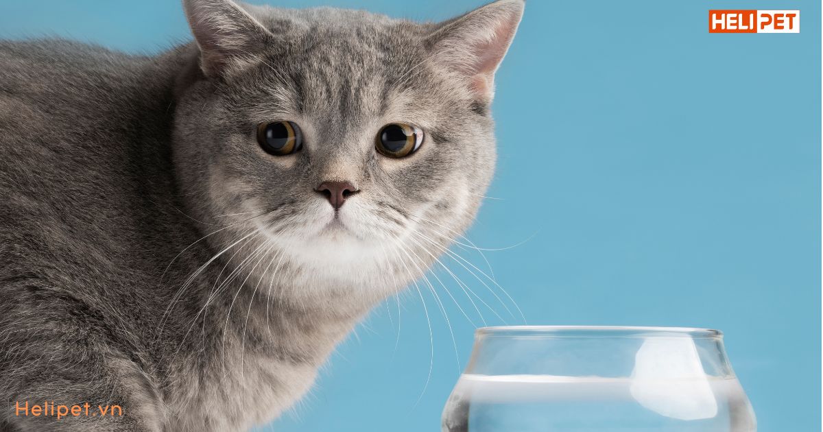 Mèo bỏ ăn chỉ uống nước