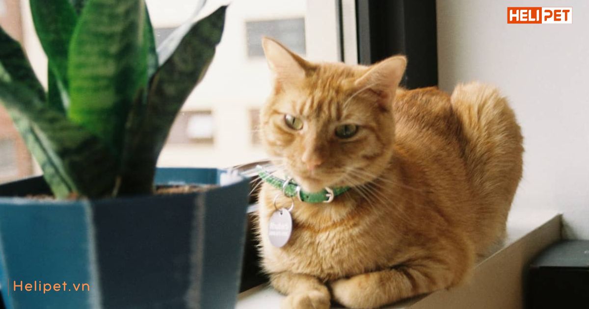 Mèo bỏ ăn chỉ uống nước