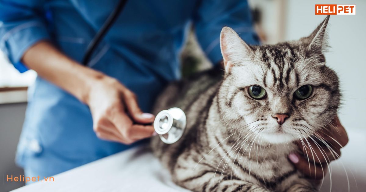 Mèo bỏ ăn chỉ uống nước