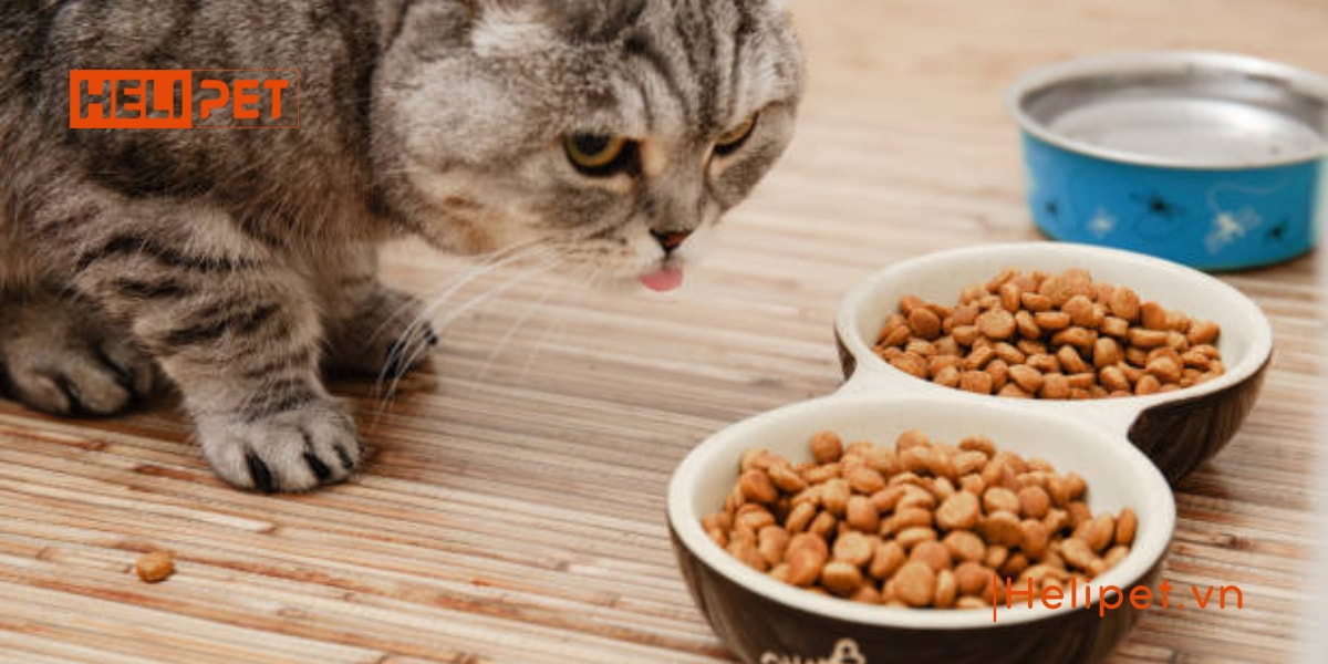 Mèo bỏ ăn đột ngột do đâu