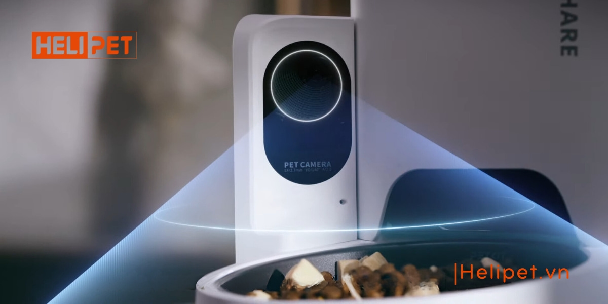 Mèo bỏ ăn đột ngột do đâu