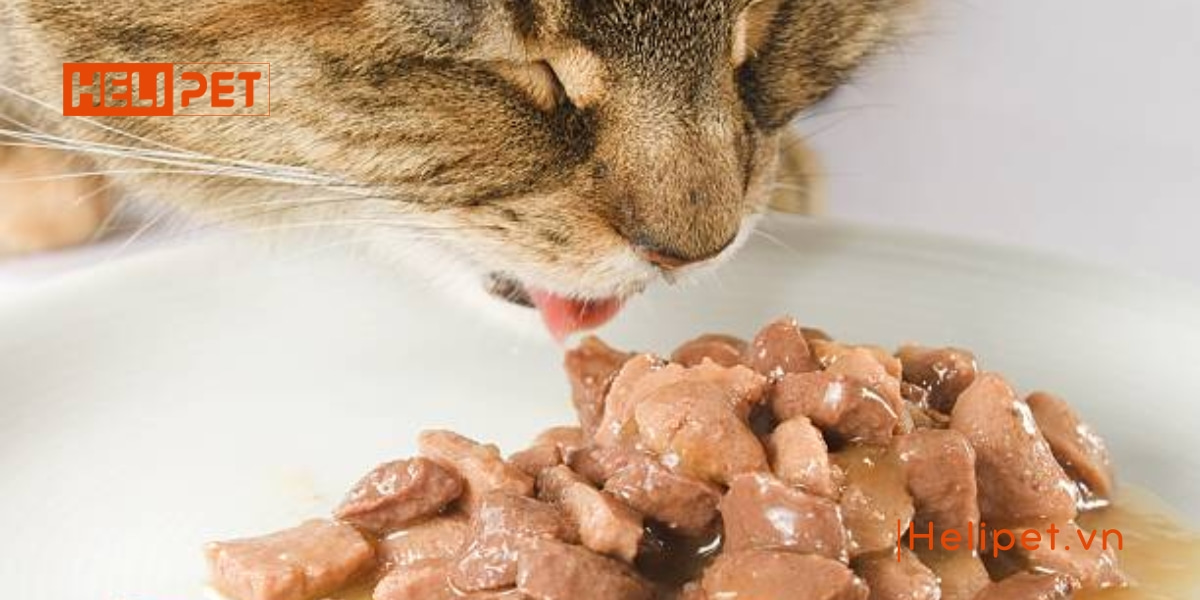 Mèo bỏ ăn đột ngột do đâu