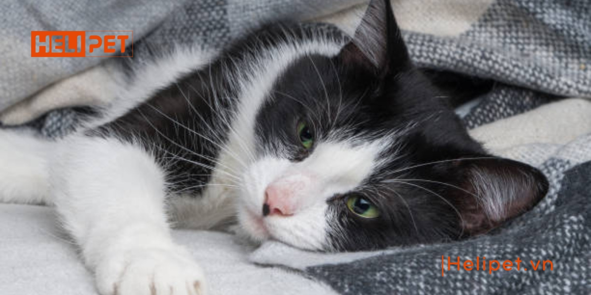 Mèo bỏ ăn đột ngột do đâu