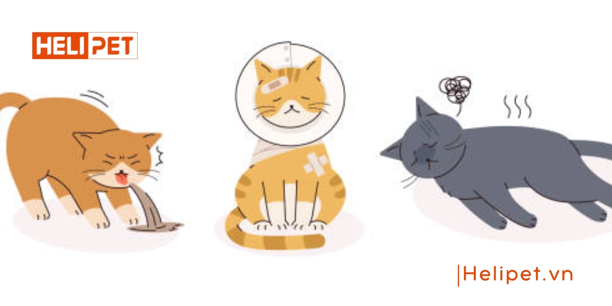 Mèo bỏ ăn đột ngột do đâu