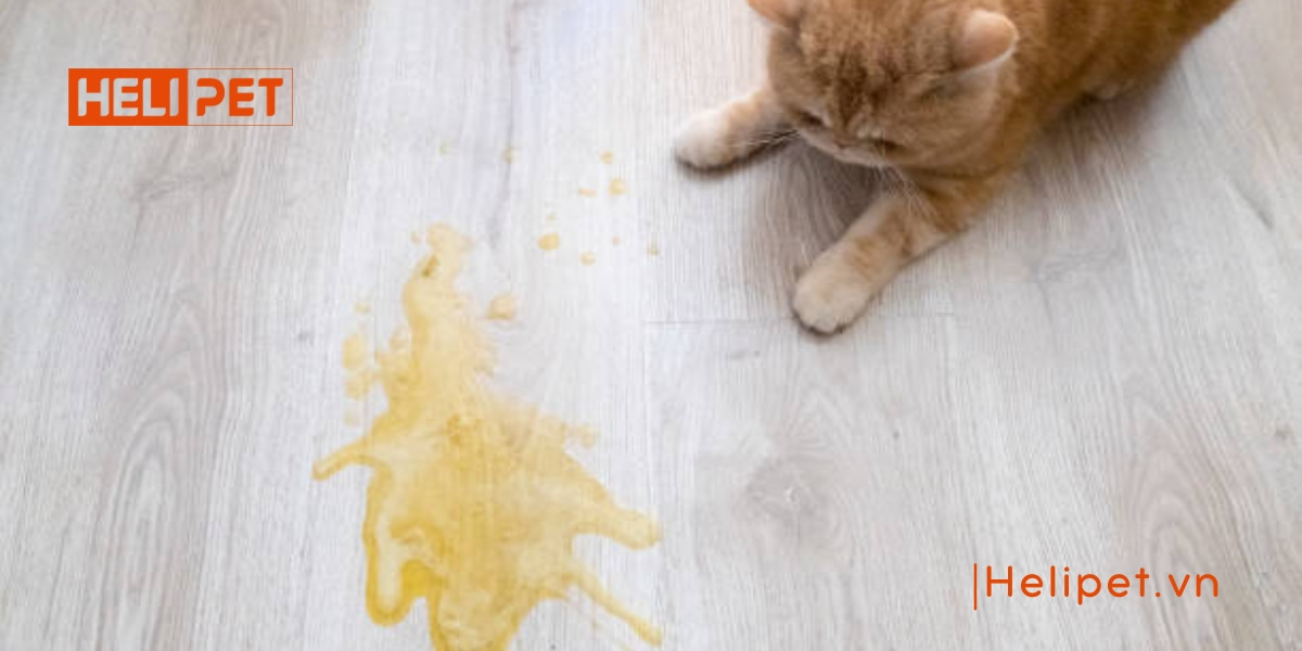 Mèo bỏ ăn đột ngột do đâu