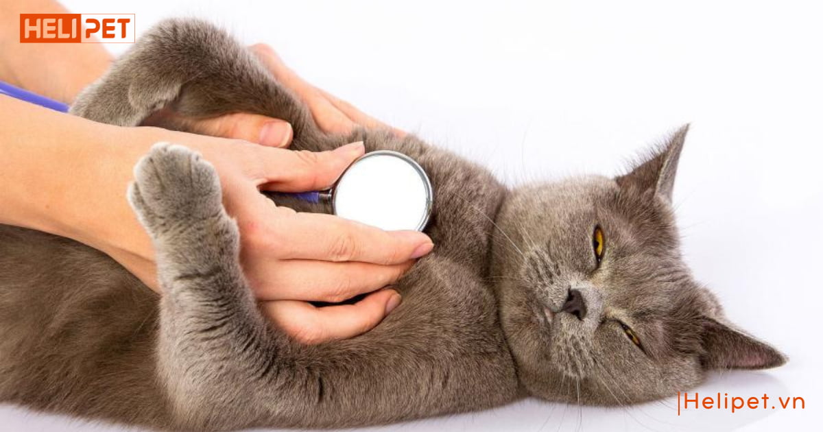 Mèo cái mấy tháng thì triệt sản được