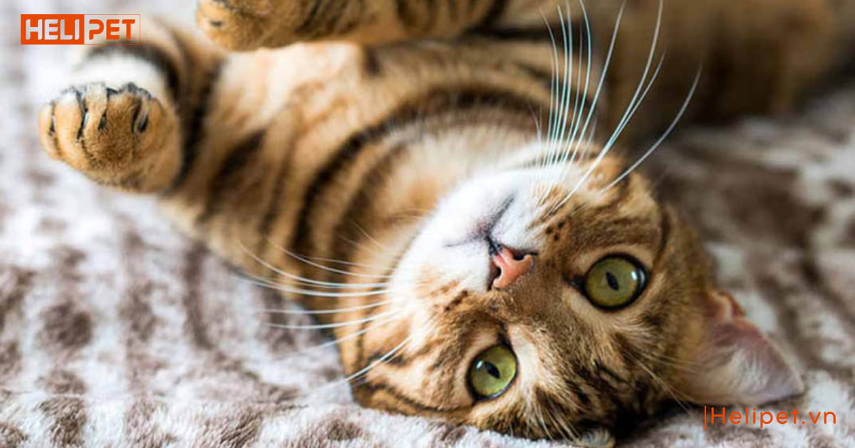 Mèo cái mấy tháng thì triệt sản được