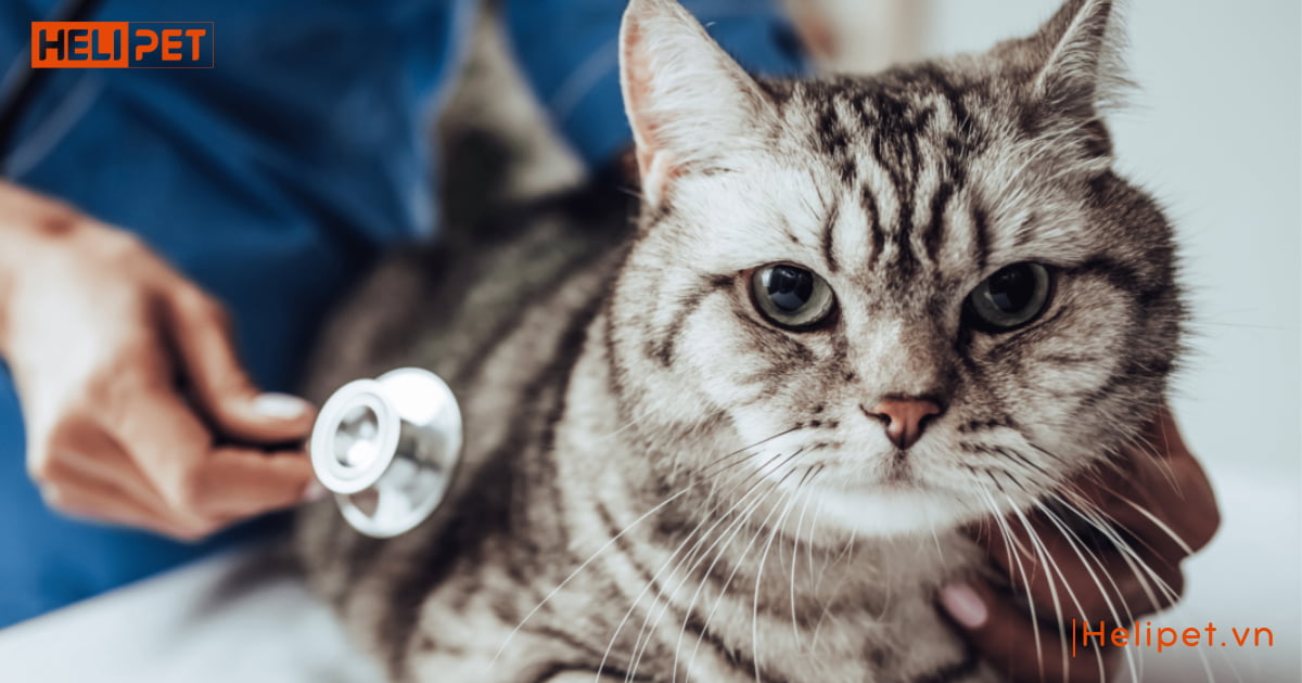 Mèo cái mấy tháng thì triệt sản được