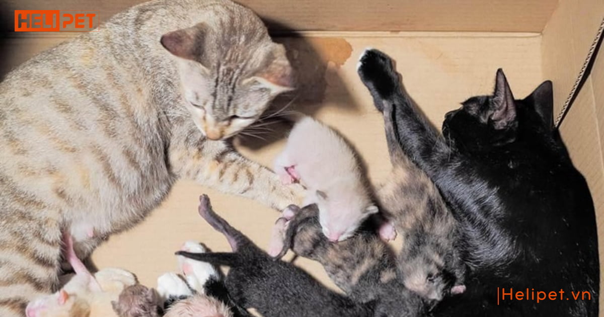 Mèo cái mấy tháng thì triệt sản được