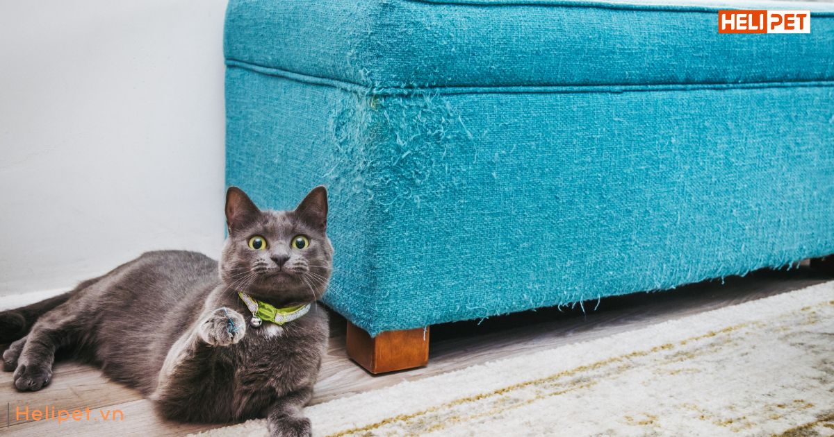 Mèo cào móng để làm gì