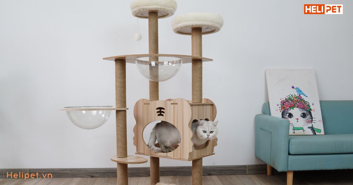 Mèo cào móng để làm gì