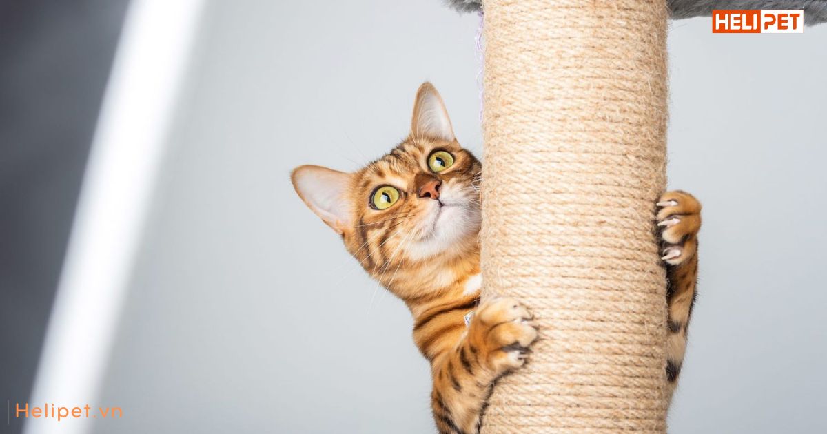 Mèo cào móng để làm gì