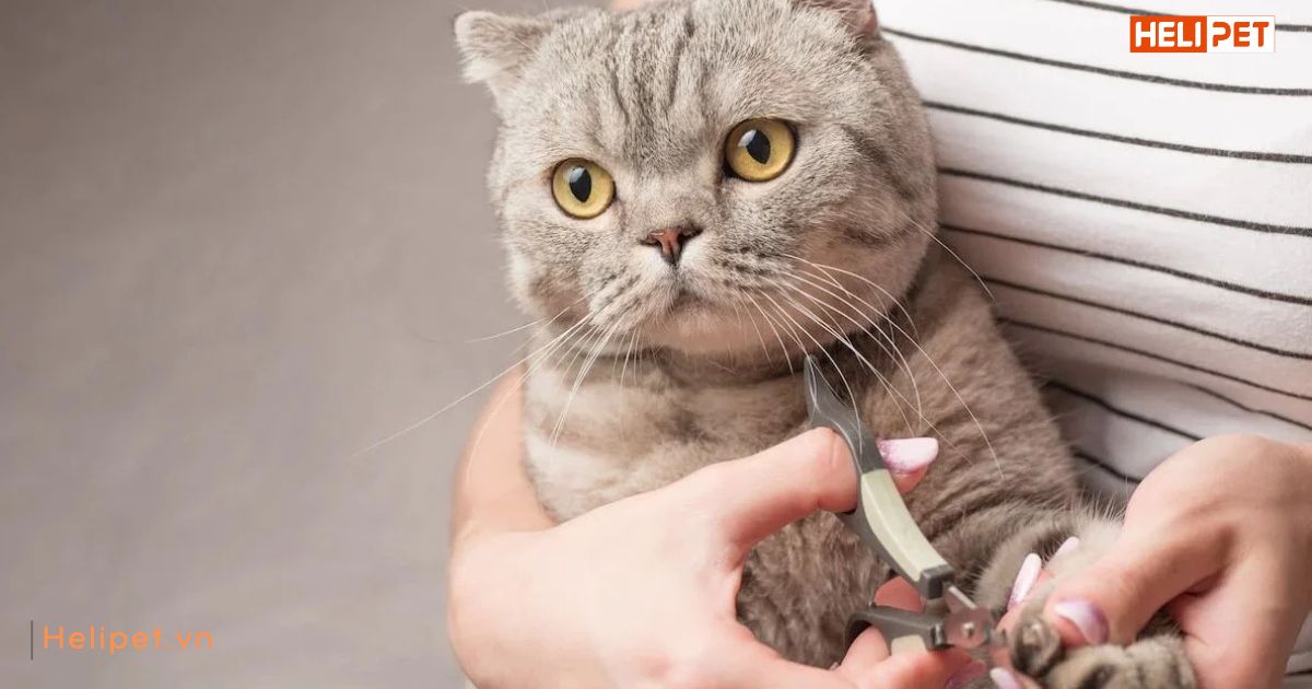 Mèo cào móng để làm gì