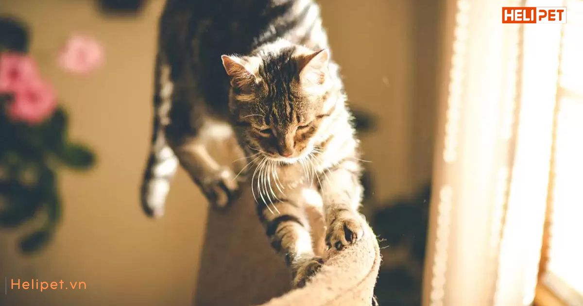 Mèo cào móng để làm gì