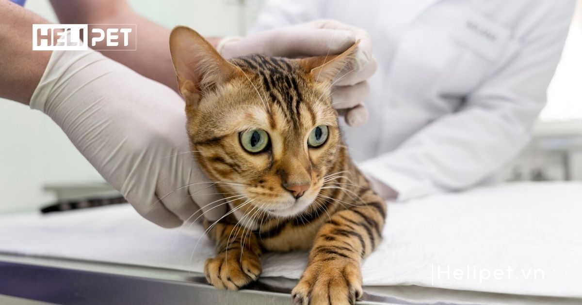 mèo chết sau khi triệt sản