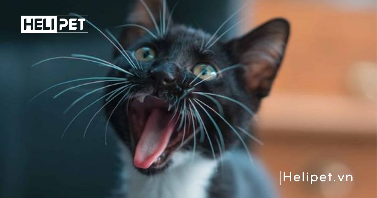 mèo chết sau khi triệt sản