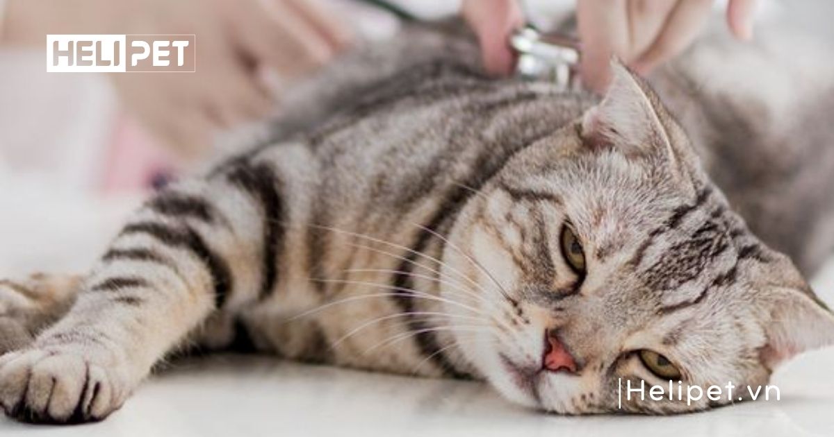 mèo chết sau khi triệt sản