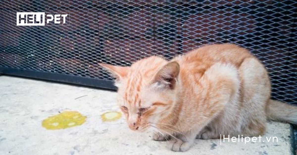 mèo chết sau khi triệt sản