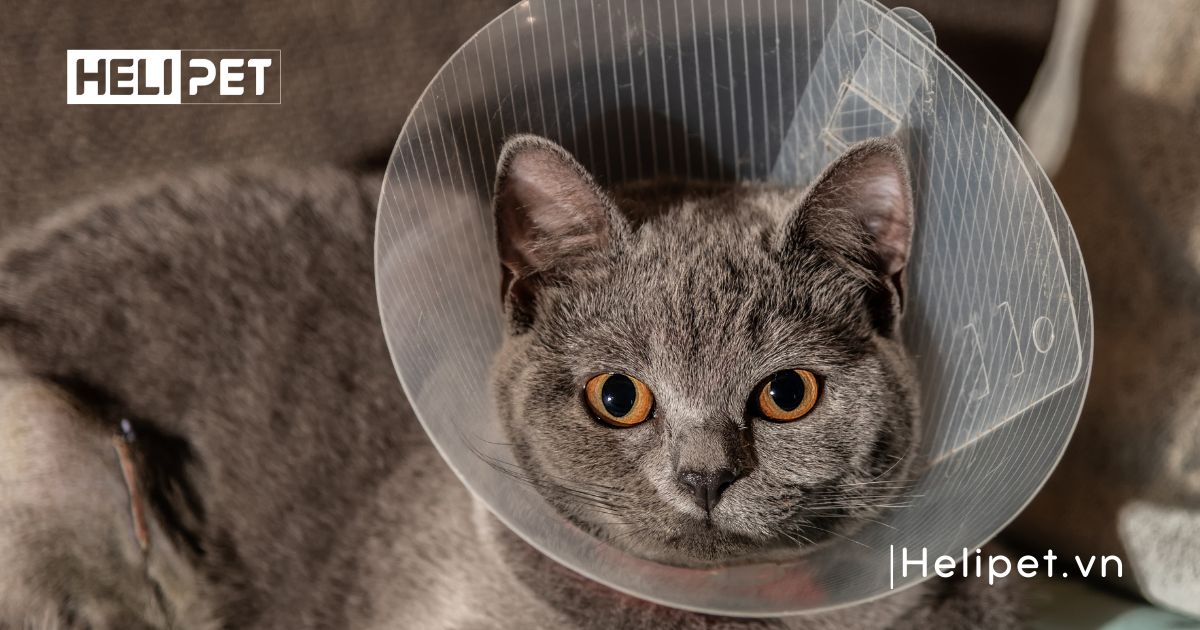 mèo chết sau khi triệt sản