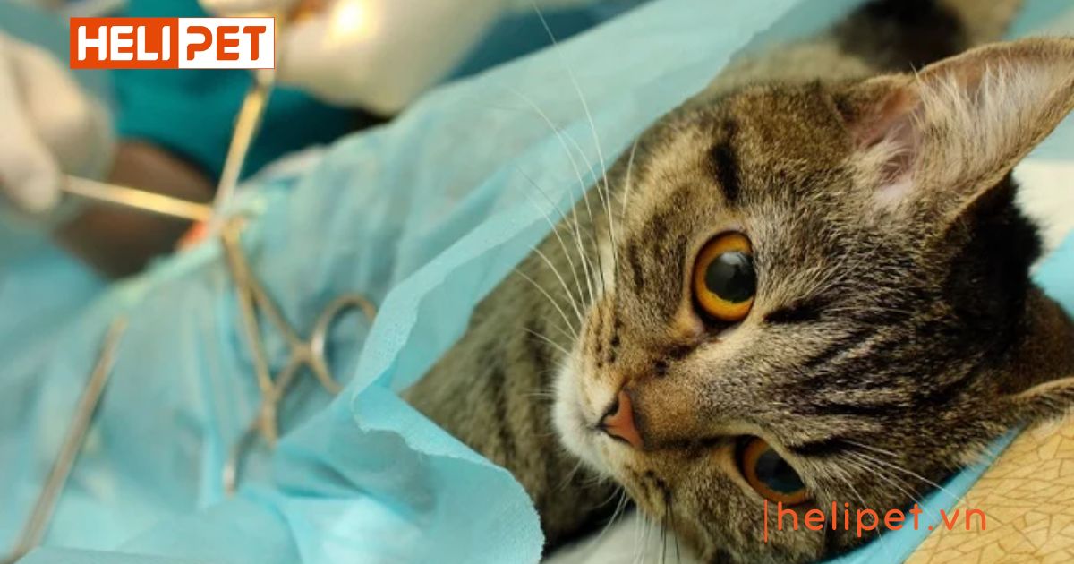 Mèo chưa tiêm phòng có triệt sản được không