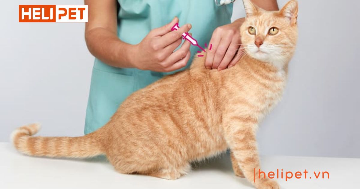 Mèo chưa tiêm phòng có triệt sản được không