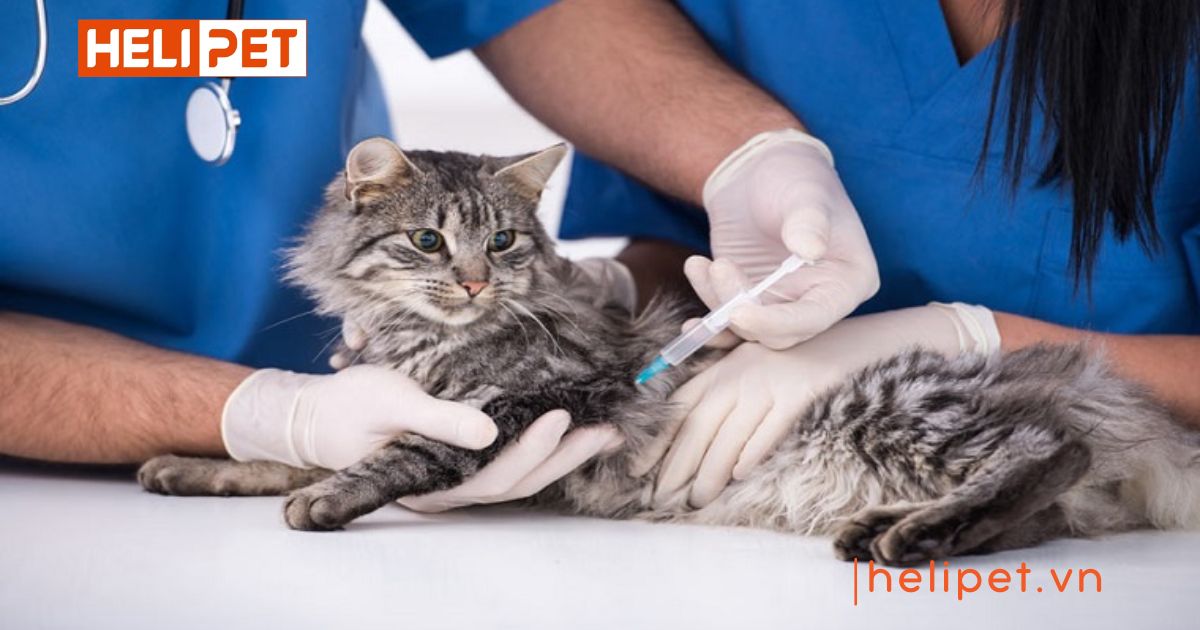 Mèo chưa tiêm phòng có triệt sản được không