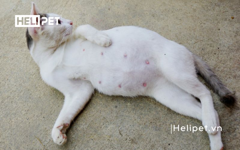 mèo chuyển dạ trong bao lâu thì sinh