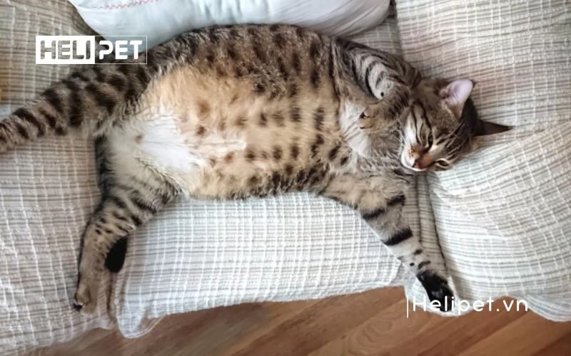 mèo chuyển dạ trong bao lâu thì sinh