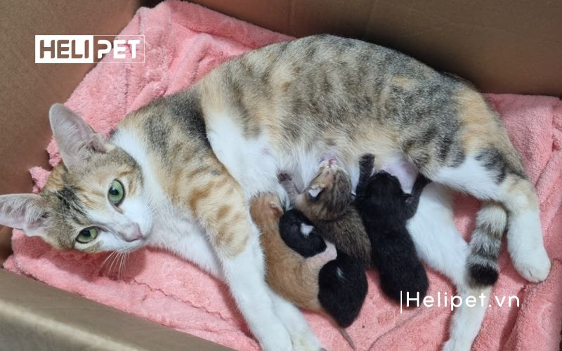 mèo chuyển dạ trong bao lâu thì sinh