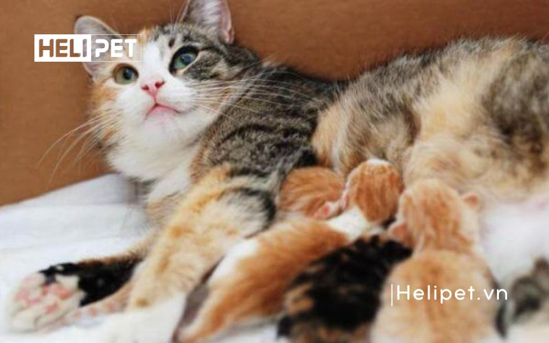 mèo chuyển dạ trong bao lâu thì sinh
