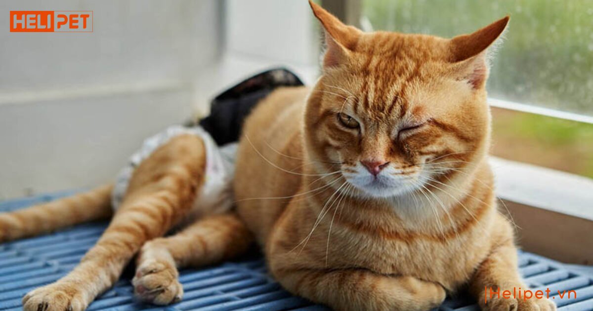 mèo có tự lành vết thương không