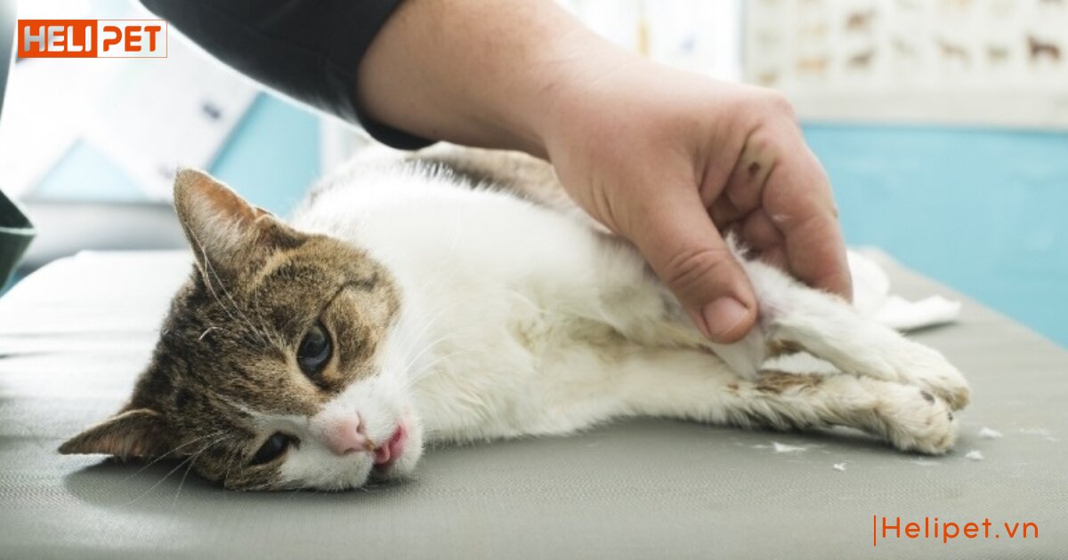 mèo có tự lành vết thương không