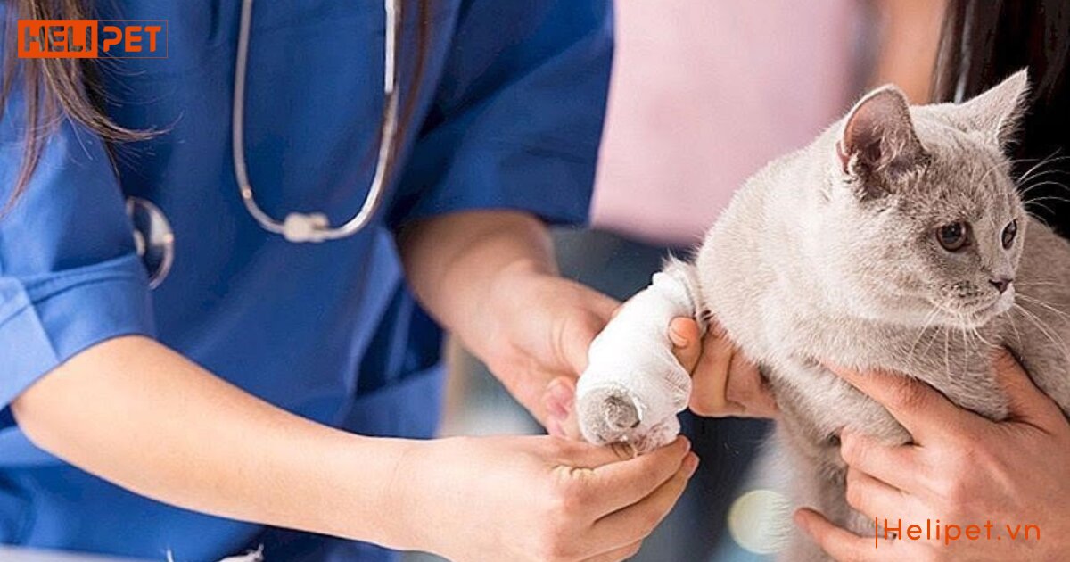 mèo có tự lành vết thương không