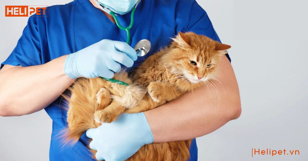 mèo có tự lành vết thương không