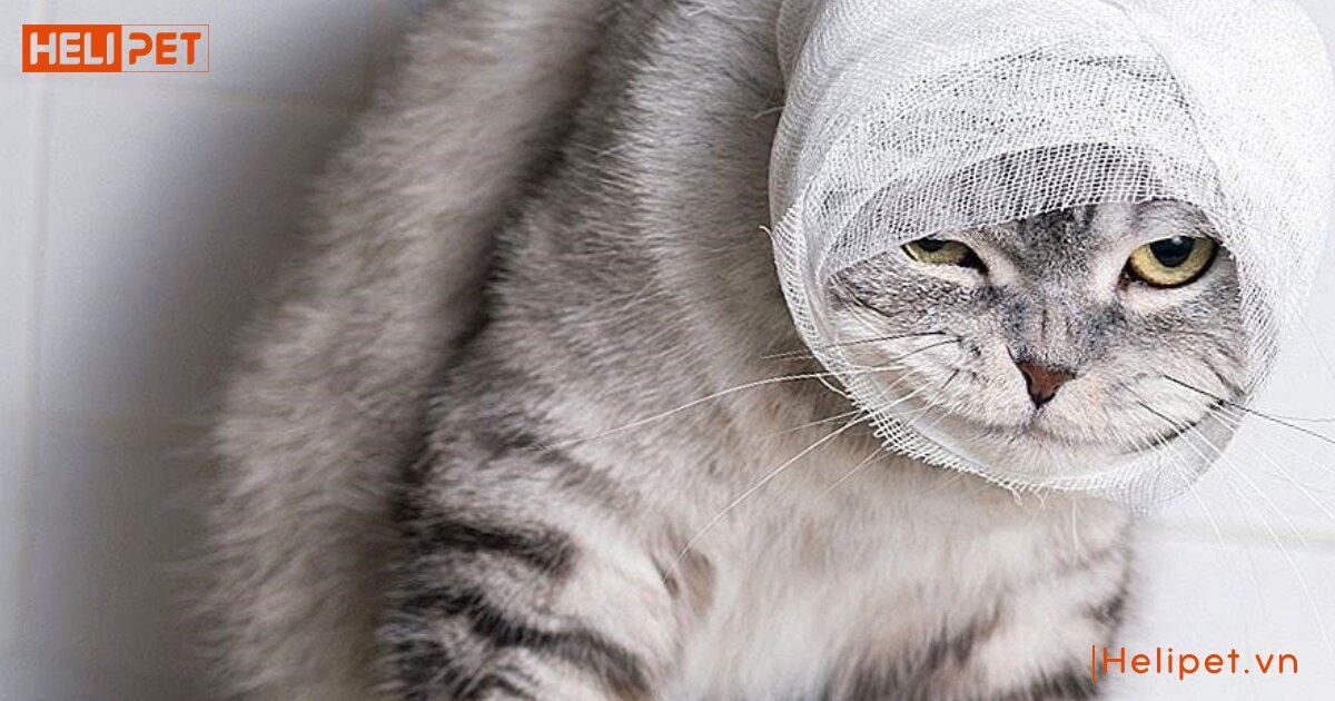 mèo có tự lành vết thương không