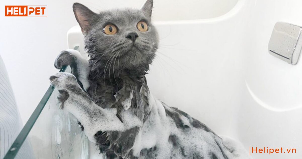 mèo con có tắm được không