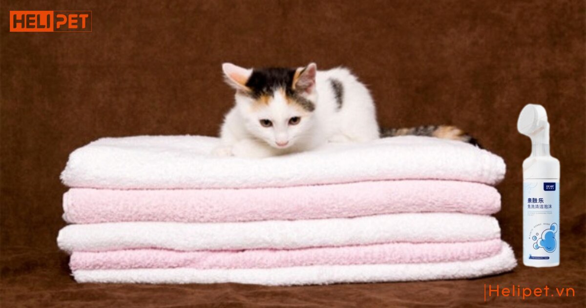 mèo con có tắm được không