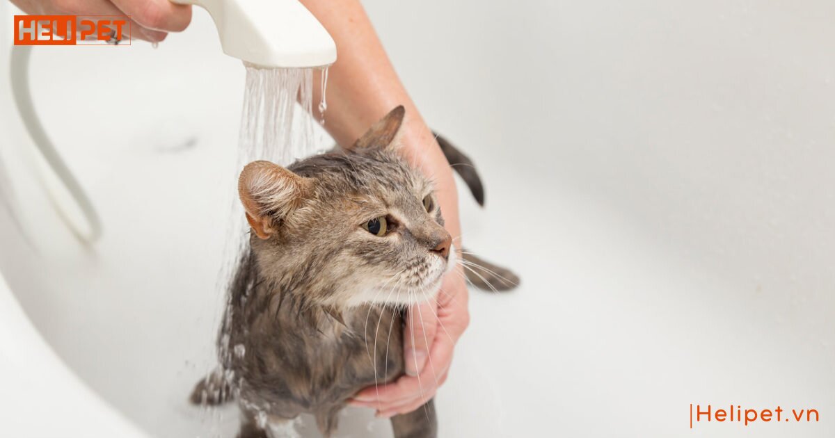 mèo con có tắm được không