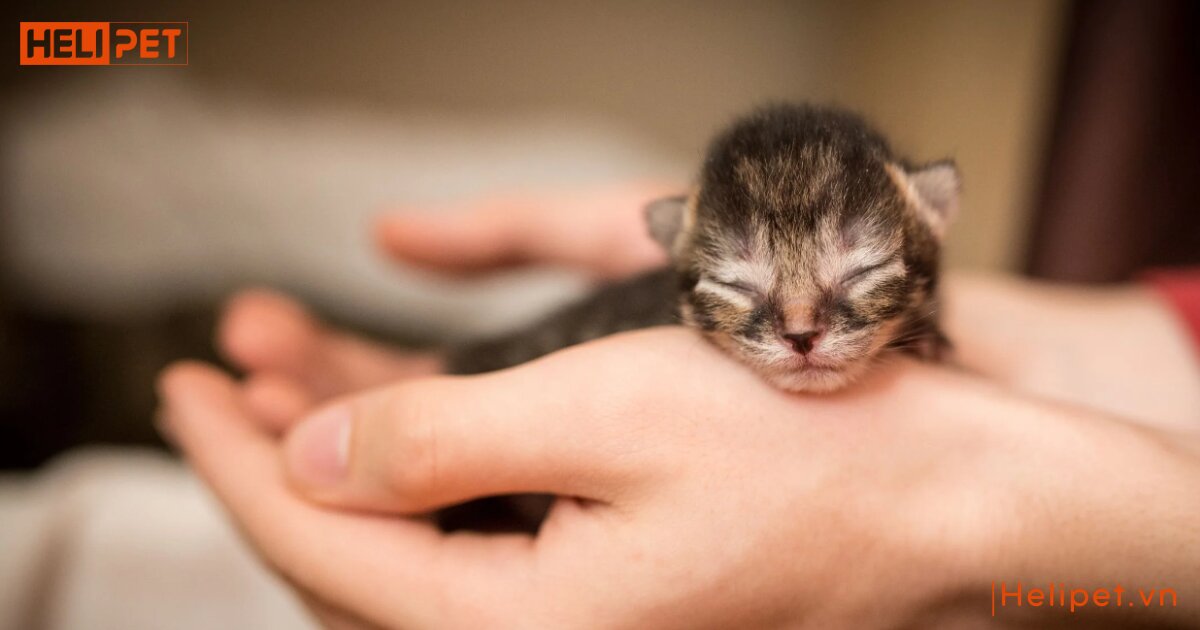 mèo con có tắm được không