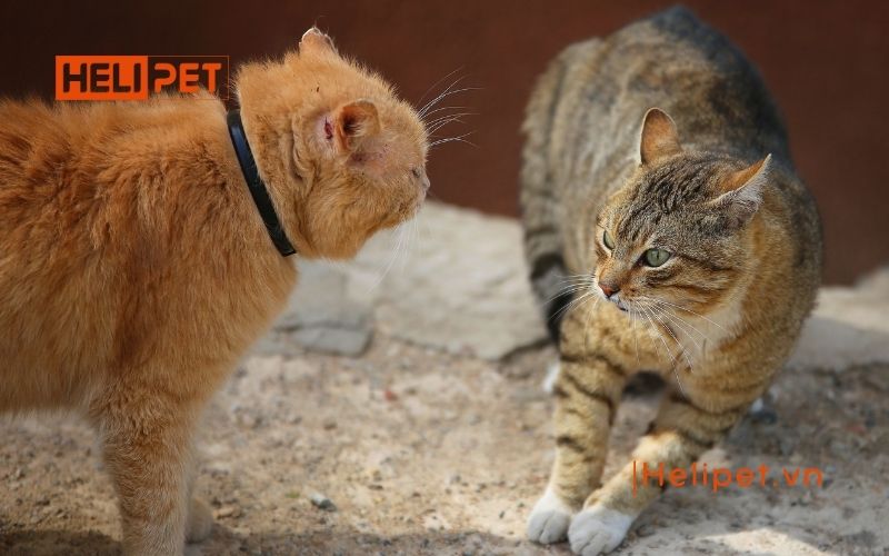 mèo đang động dục có triệt sản được không