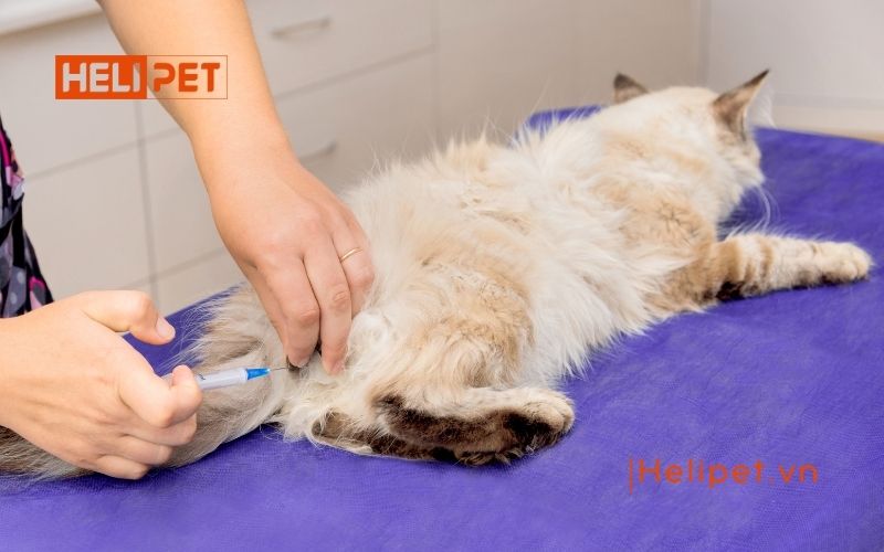 mèo đang động dục có triệt sản được không