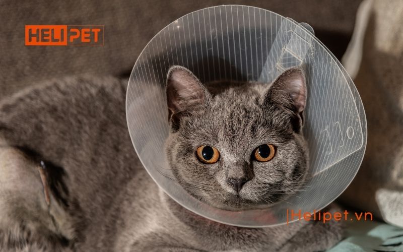 mèo đang động dục có triệt sản được không