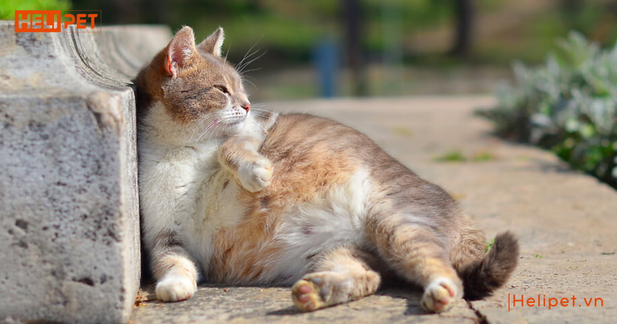 mèo đang mang thai có triệt sản được không