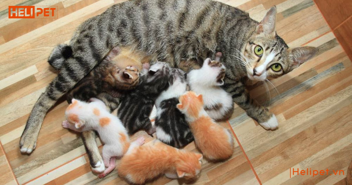 mèo đang mang thai có triệt sản được không
