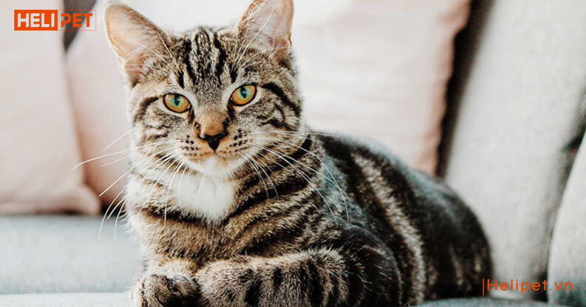 mèo đang mang thai có triệt sản được không