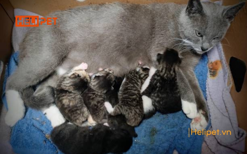 Mèo đẻ 1 năm mấy lứa