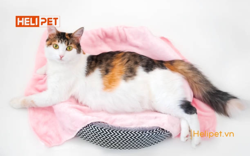 Mèo đẻ 1 năm mấy lứa