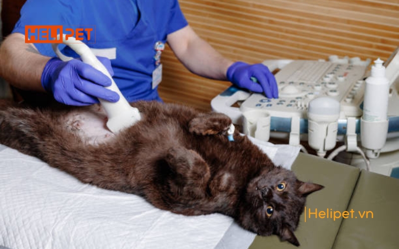 Mèo đẻ 1 năm mấy lứa